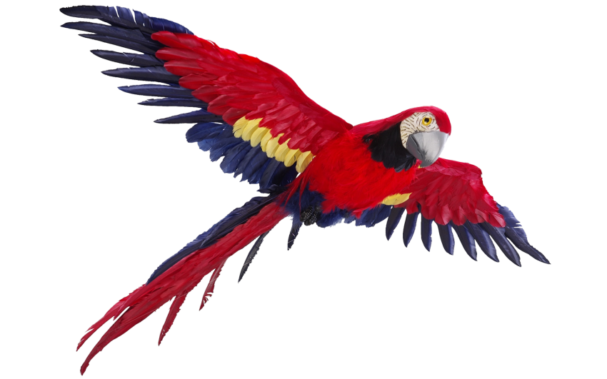 Red Parrot Png free Download hd