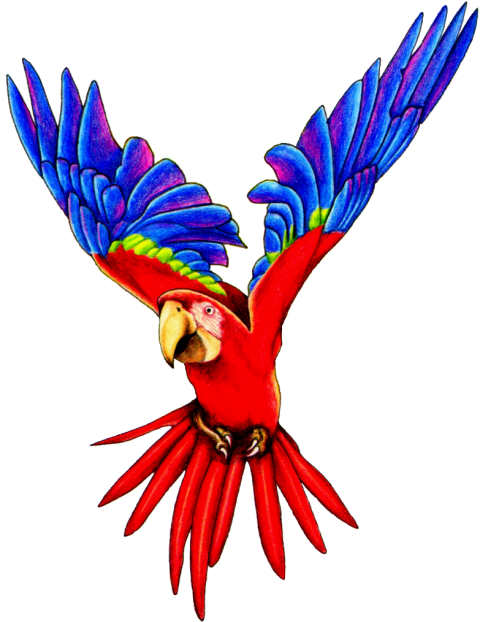 Red Parrot PNG Images HD free