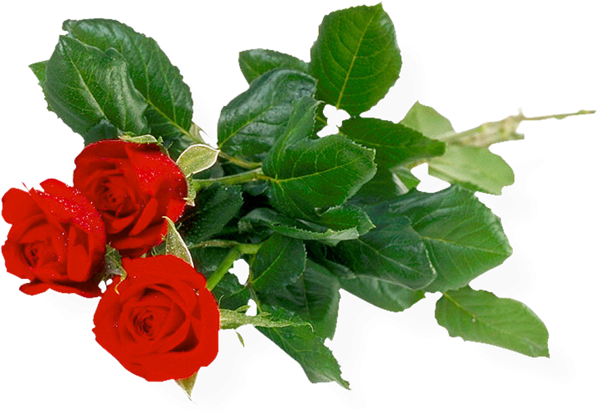 Red Rose Bouquet Flower PNG Images