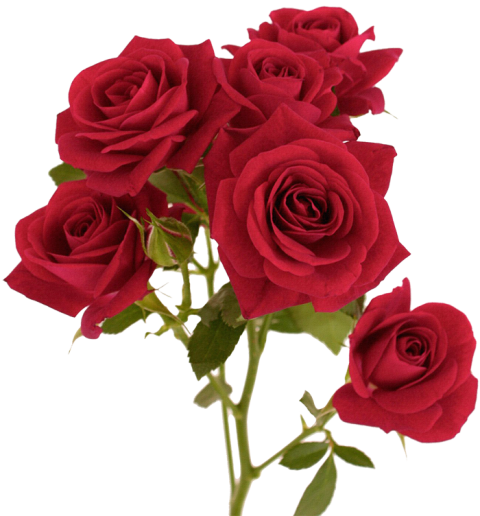 Red Rose Bouquet Flower PNG Transparent