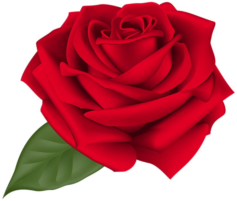 Red Rose Flower PNG Download Free