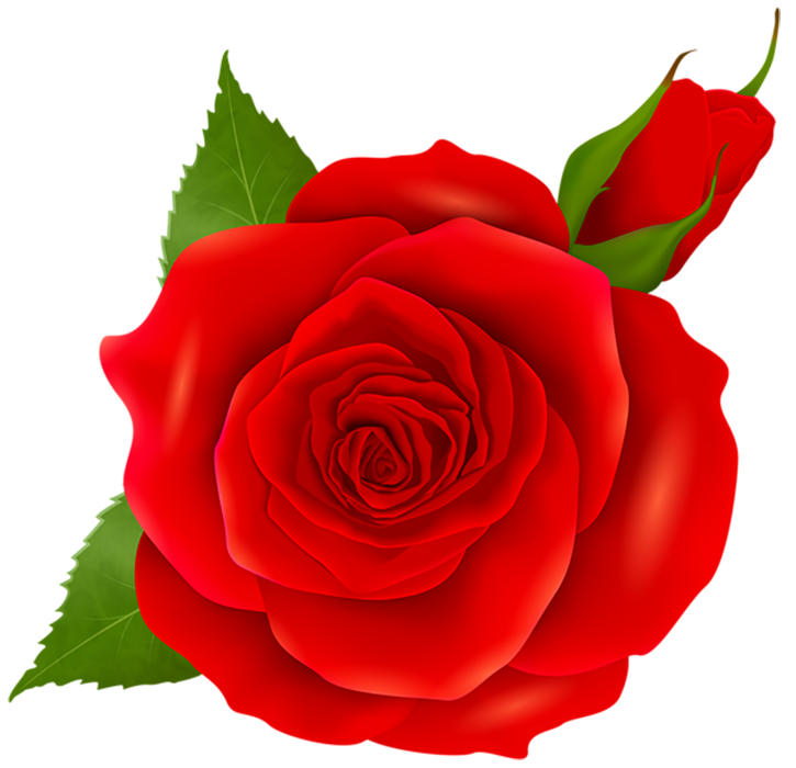 Red Rose Flower PNG For Picsart