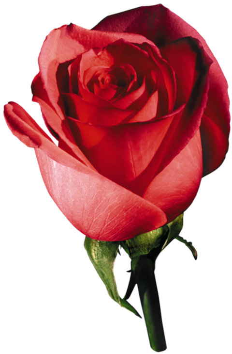 Red Rose Flower PNG image