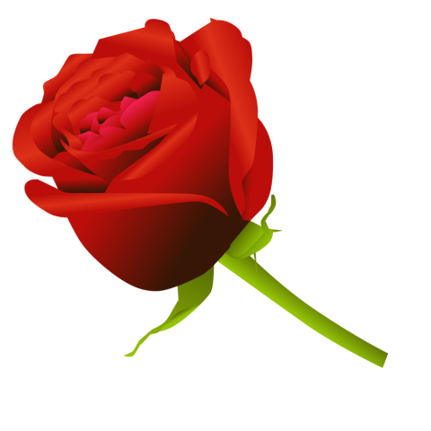 Red Rose Flower PNG image Download