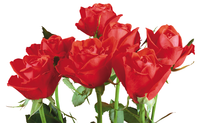 Red Rose Flower Tree HD PNG