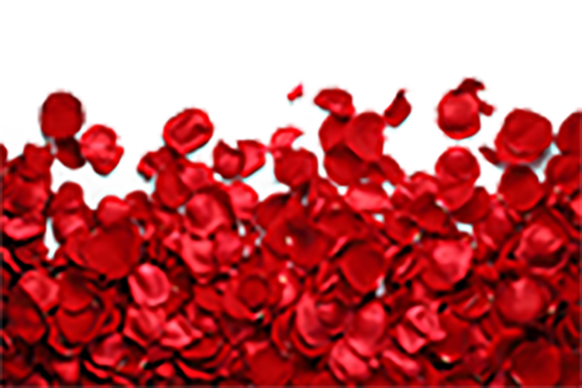 Red Rose Leaf Flower PNG  Download