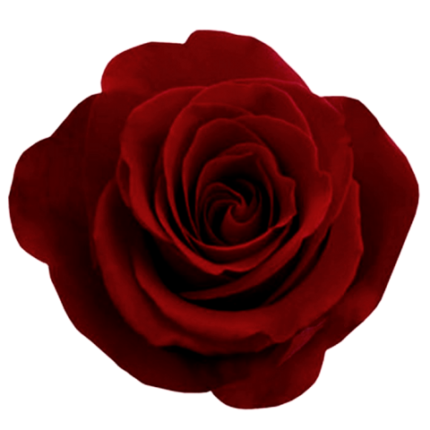 Red Rose Single Flower PNG  Download