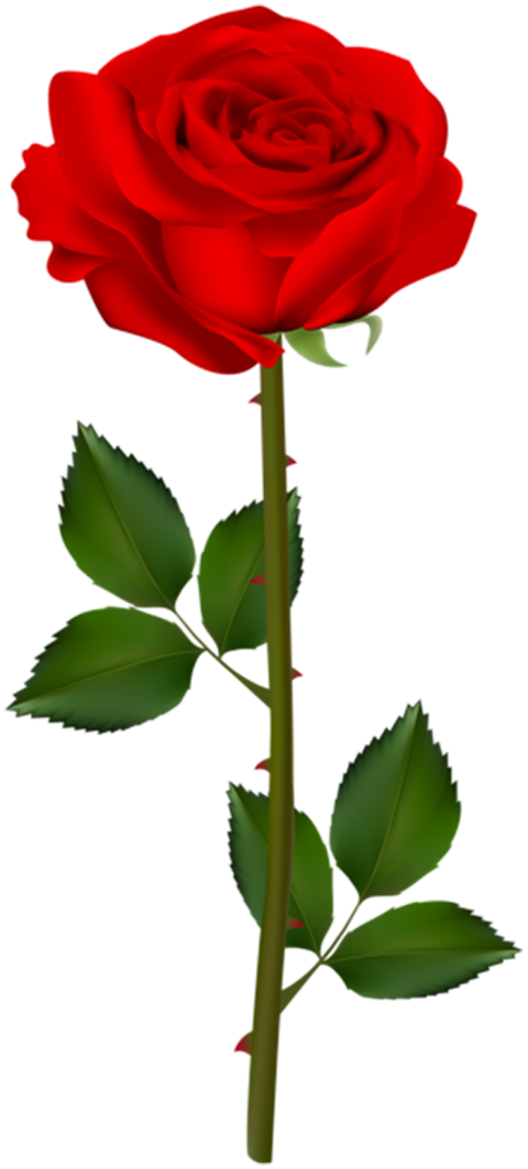 Red Rose Single Flower PNG  For Editing