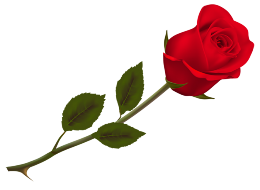 Red Rose Single Flower PNG  For Love