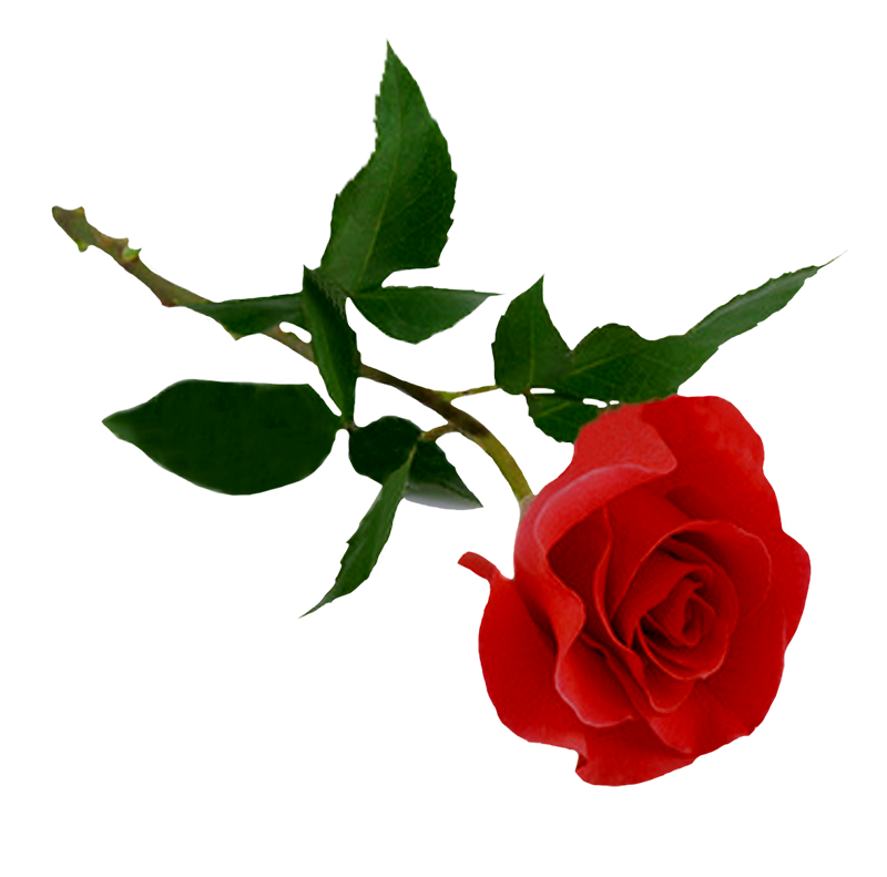 Red Rose Single Flower PNG Images