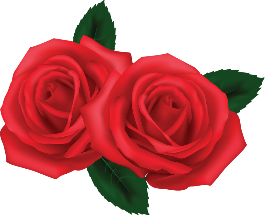 Red Rose Transparent Flower PNG