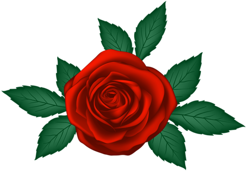 Red Rose Vector Clipart Flower PNG Hd