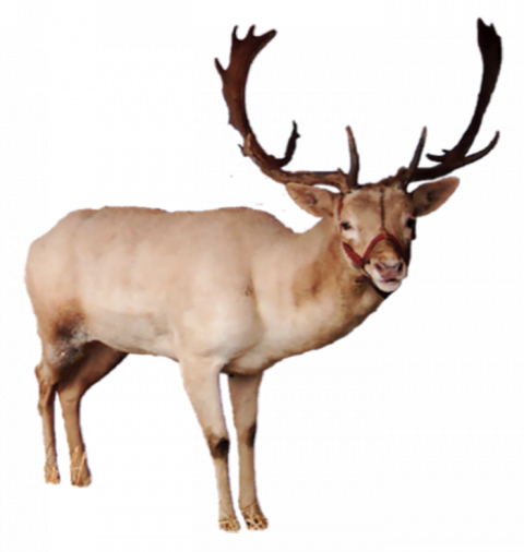 Reindeer PNG Image Full HD Download