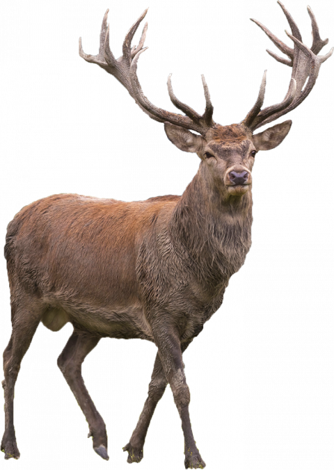 Reindeer PNG Transparent Background HD