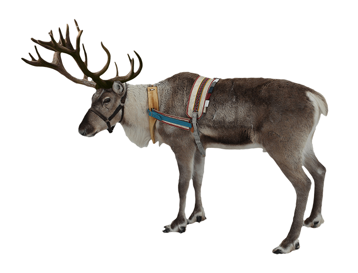 Reindeer PNG Transparent Background HD