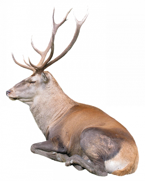 Reindeer PNG Transparent Background HD