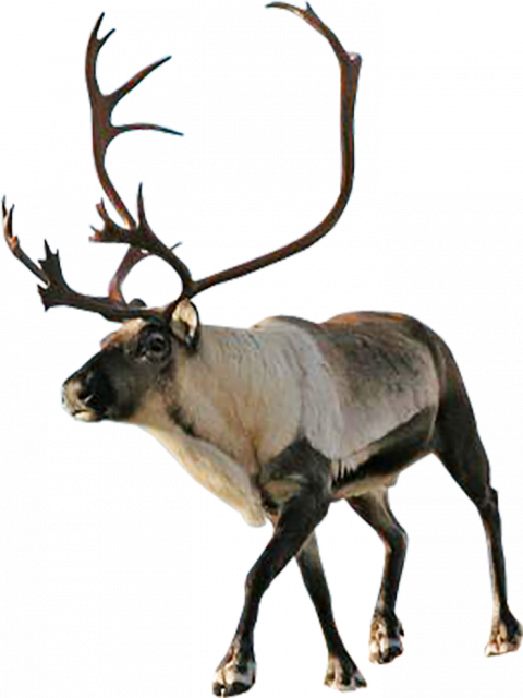 Reindeer PNG Transparent Background HD