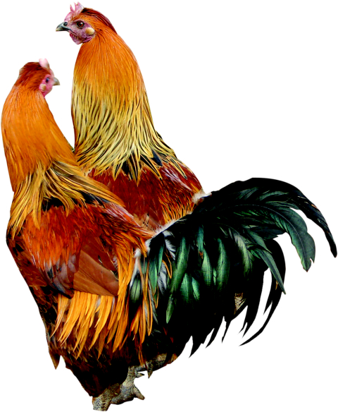 Rooster Cock Transparent PNG
