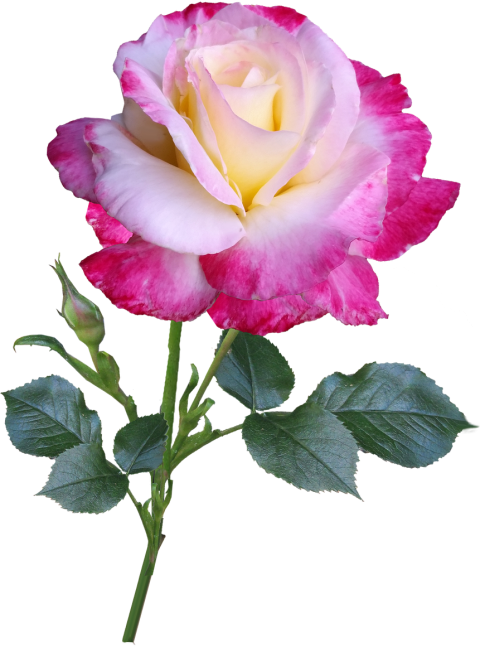 Rose Flowers Png images Full HD