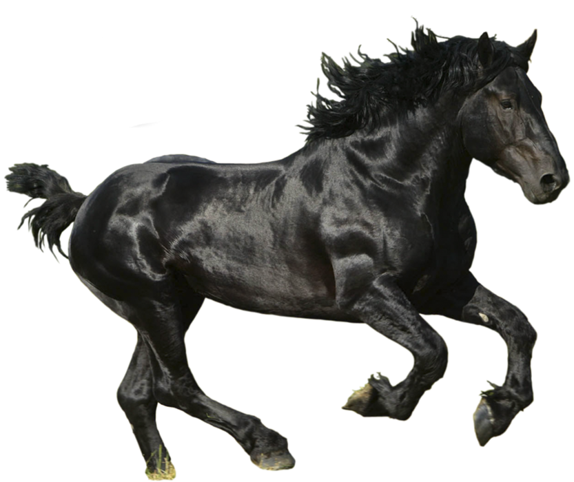 Running Black Horse Transparent PNG Images