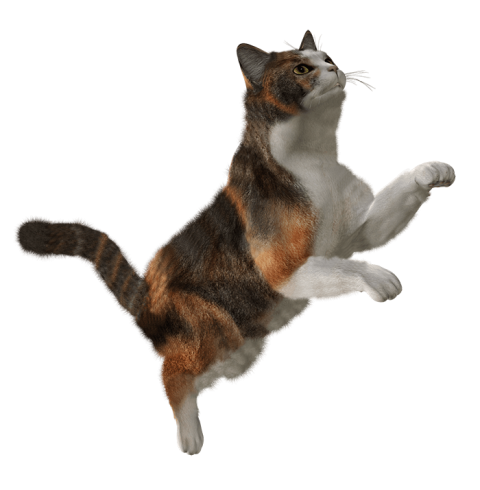Running Cat HD PNG Images