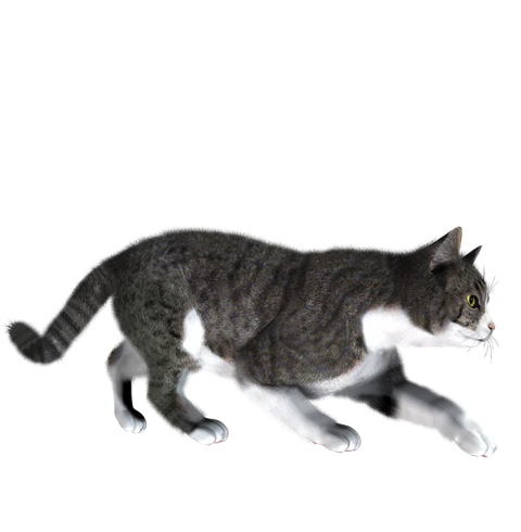 Running Cat HD PNG  Images Download
