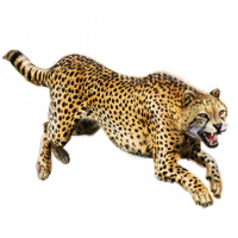 Running Cheetah PNG Picture Download Free