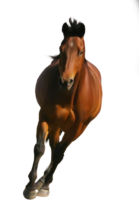 Running Horse Transparent PNG Images