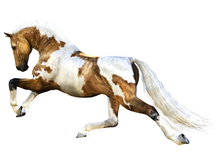 Running Horse Transparent PNG Images
