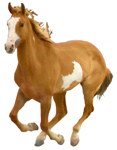 Running Horse Transparent PNG Images Hd