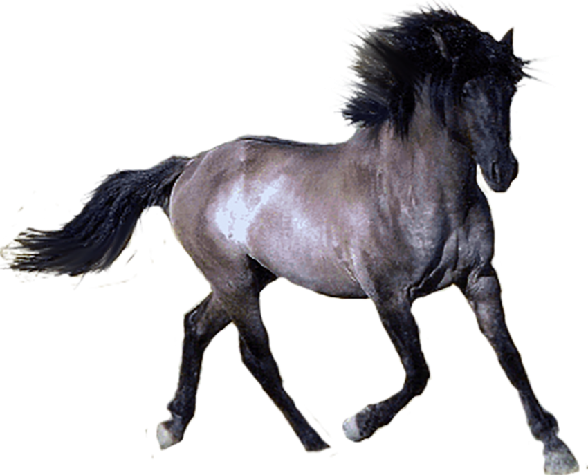 Running Horse Transparent PNG Images New