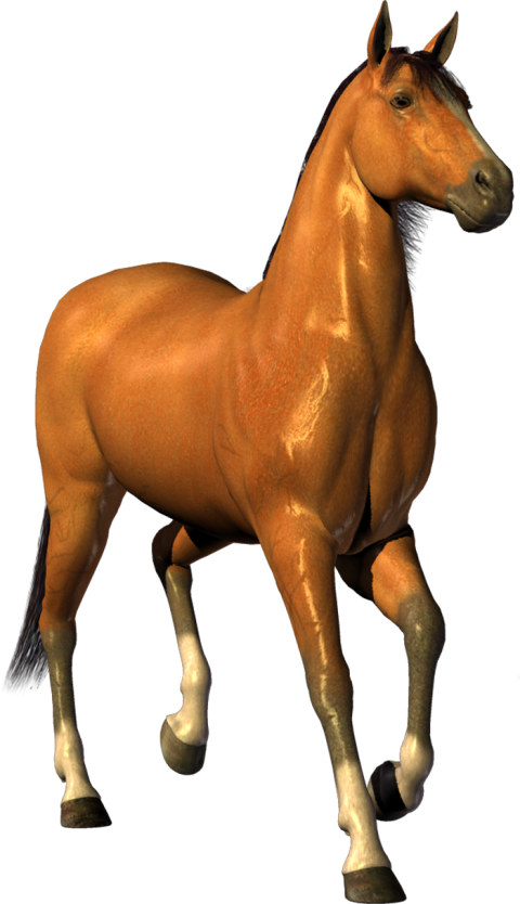Running Horse Transparent PNG Images New