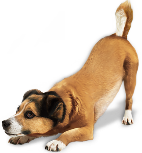 Sad Dog PNG Images Download Full HD