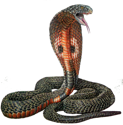 Scary Cobra Transparent PNG Full HD