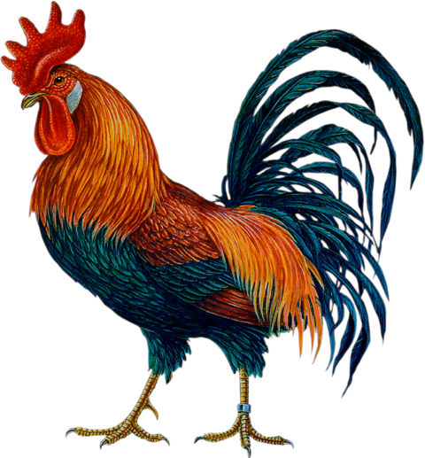 Single Cock Transparent PNG