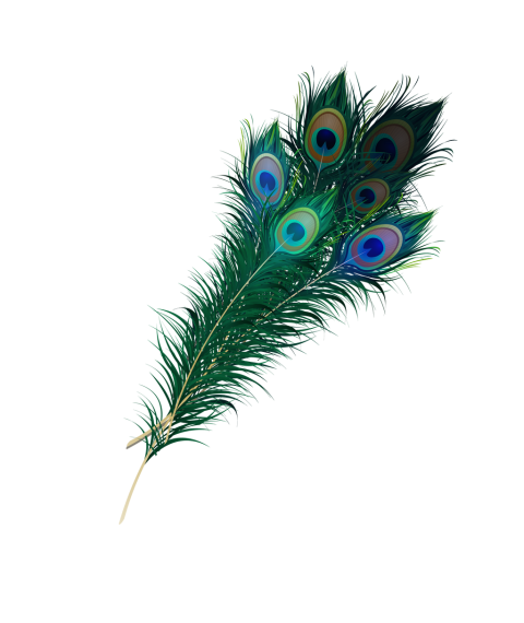 Single Peacock Feather Transparent Free PNG