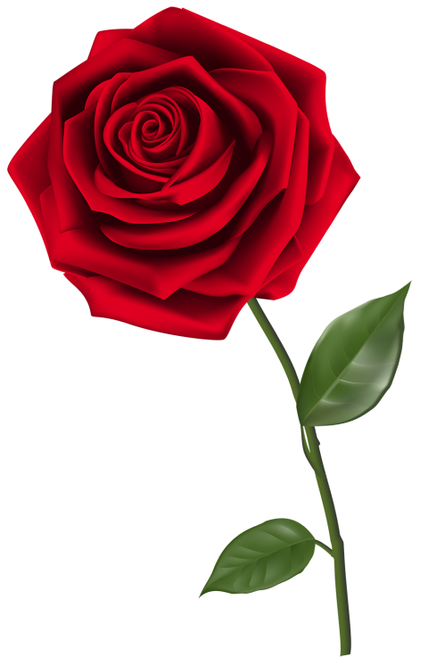 Single Red Rose Flower PNG For Editing
