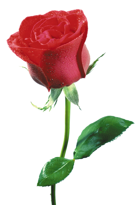 Single Red Rose Flower PNG Image