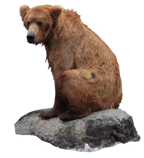 Sitting Bear PNG Images Download HD