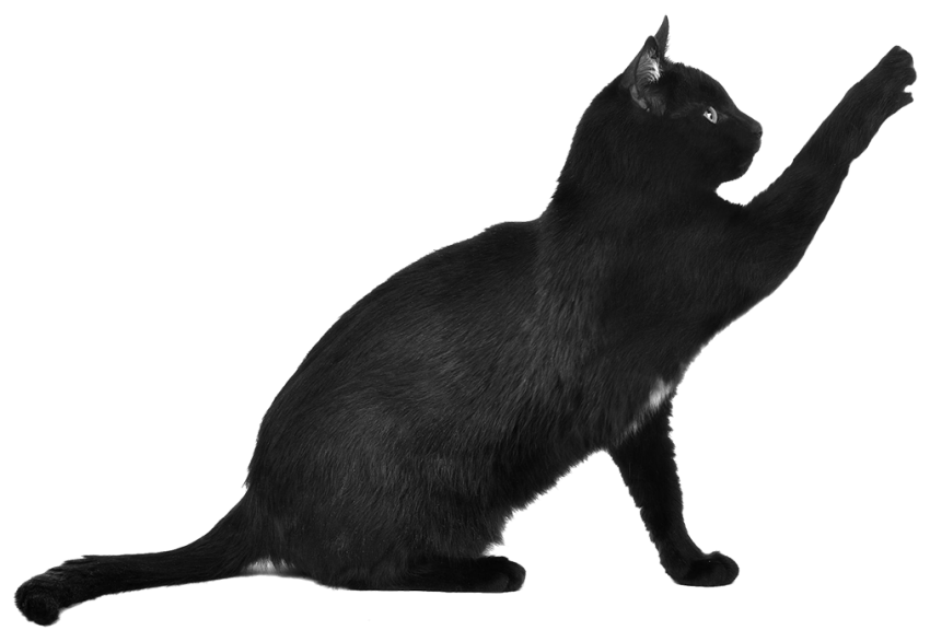 Sitting Black Cat HD Transparent PNG Images