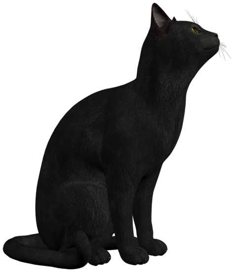 Sitting Black Cat HD Transparent PNG Images