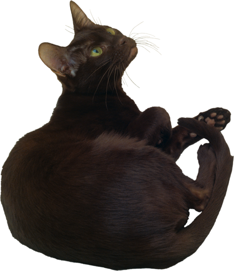 Sitting Black Cat HD Transparent PNG Images