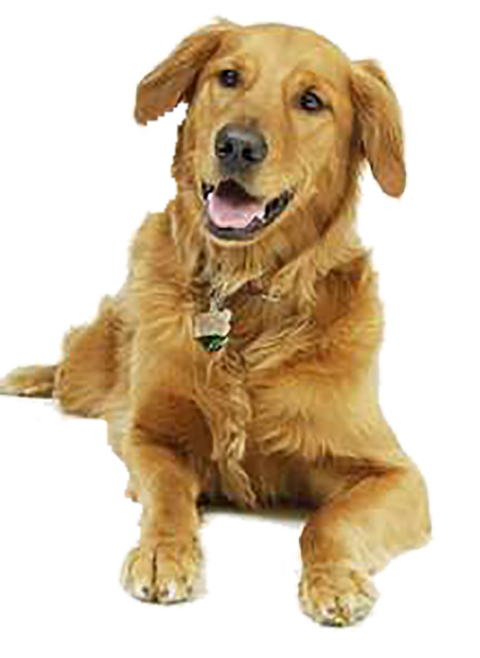 Sitting Brown Dog PNG Images Download