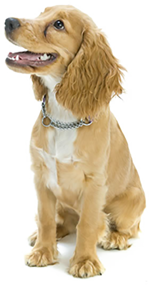 Sitting Brown Dog PNG Images For Editing