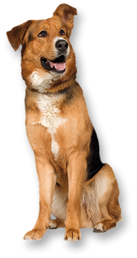 Sitting Brown Dog PNG Images For Picsart Editing