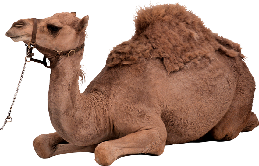 Sitting Camel PNG Images Download