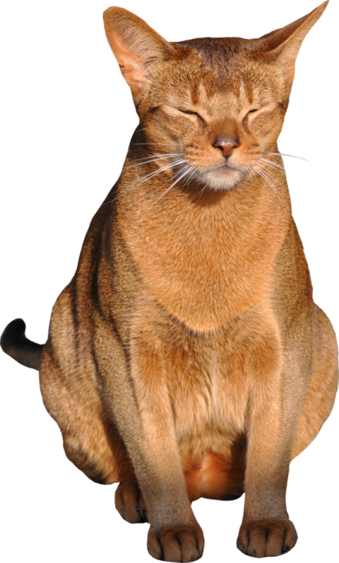 Sitting Cat Brown Color Full HD PNG