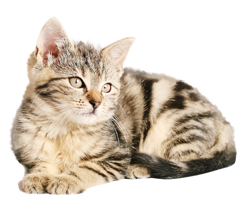 Sitting Cat Brown Color HD PNG