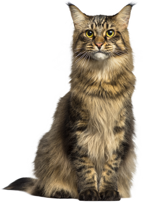 Sitting Cat Brown Color HD PNG New