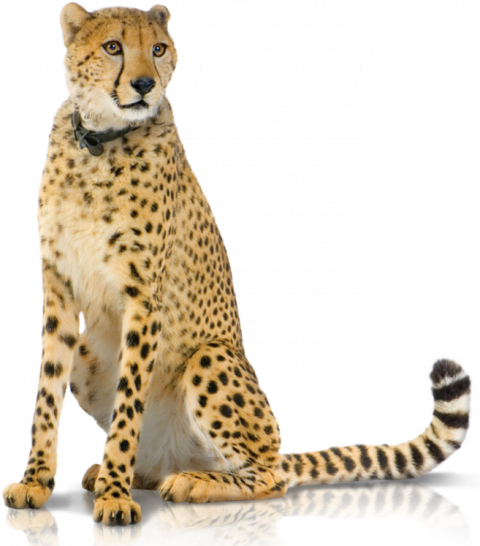 Sitting Cheetah PNG Image File HD Download